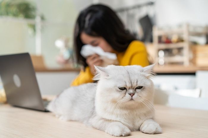 A imagem sugere um cenário envolvendo uma mulher que pode estar apresentando sintomas devido à sua alergia a gatos, destacando os desafios enfrentados pelos indivíduos com alergia.