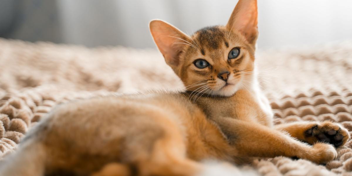 Gato Abissínio na cama