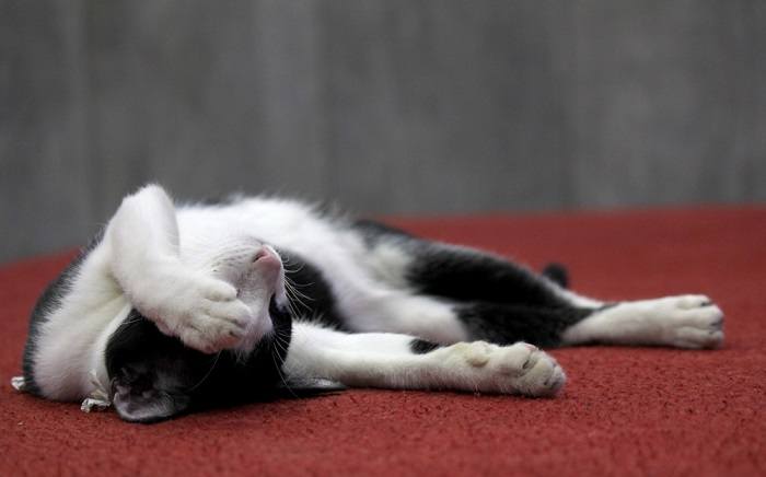 Gato preto e branco descansando no chão