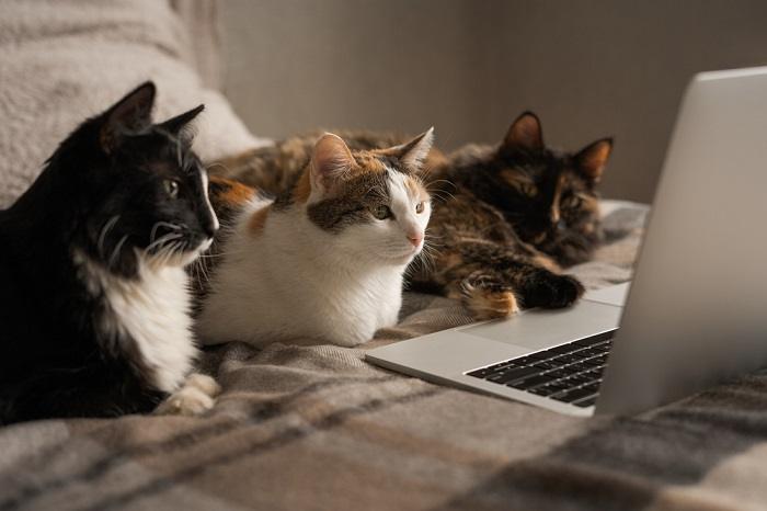 Imagem adorável de três gatos olhando curiosamente para a tela de um laptop, capturando sua intriga coletiva e envolvimento com o mundo digital.