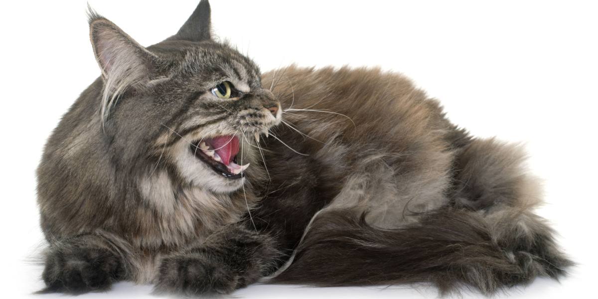 Uma imagem que captura a emoção intensa de um gato furioso.