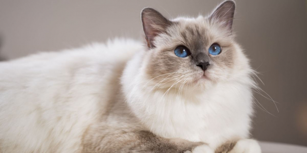 Os 100 Melhores nomes de gatos birmaneses