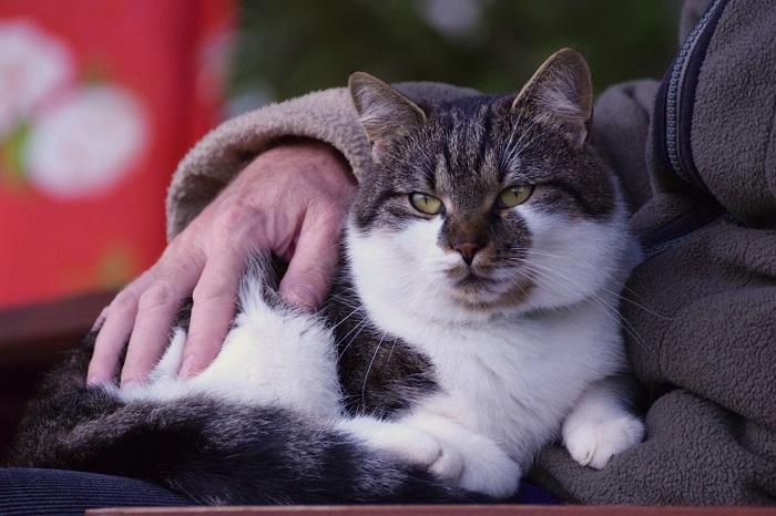 Um gato preto e branco sentado contente no colo de seu dono.