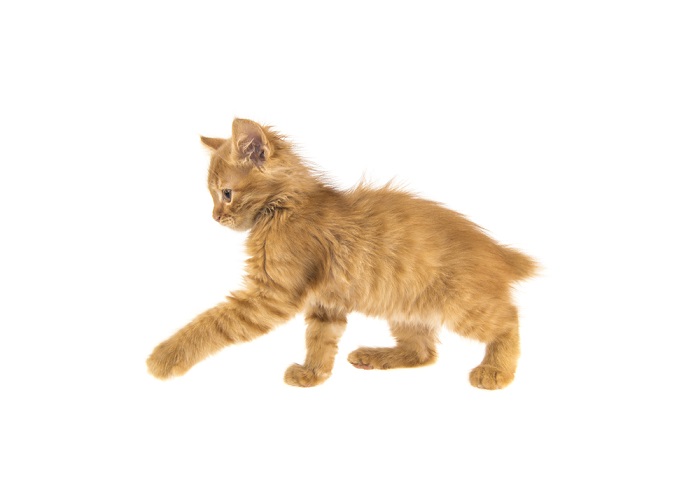 gatinho bobtail americano laranja