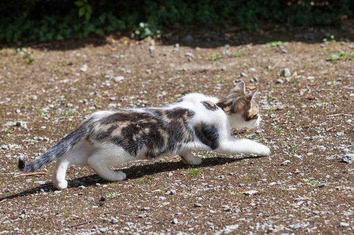 Uma imagem representando um gato agachado perto do chão.