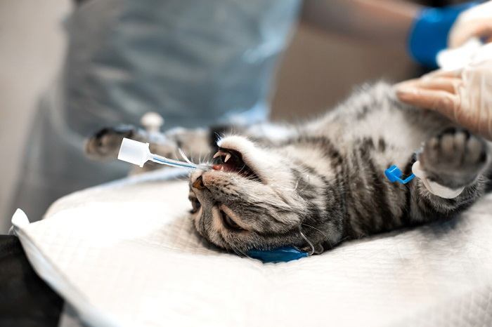 Um gato recebendo anestésicos inalantes, possivelmente como parte de um procedimento médico ou tratamento para uma doença.