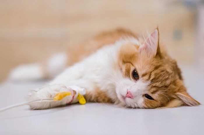 Uma imagem que ilustra um veterinário administrando anestesia injetável a um gato doente, destacando a abordagem cuidadosa e profissional adotada para cuidar da saúde do gato e fornecer o tratamento médico necessário.