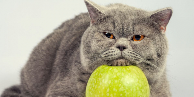 250 Dos nomes de comida mais fofos para gatos que adoram lanchar