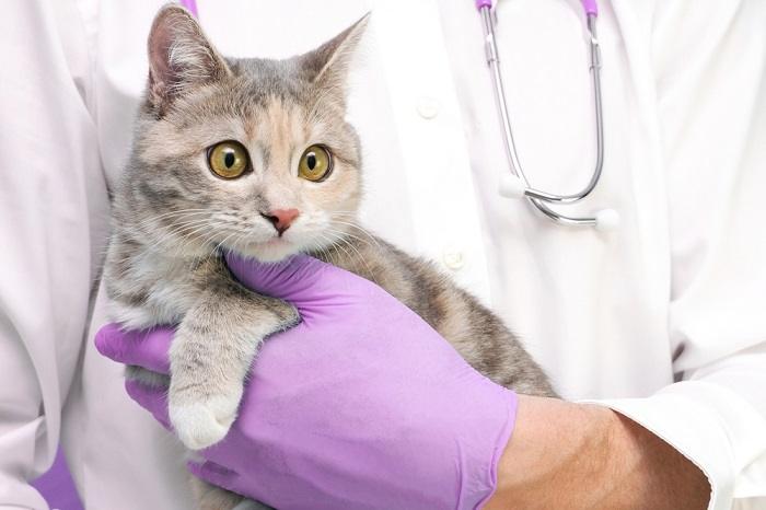 Gato no consultório do veterinário.