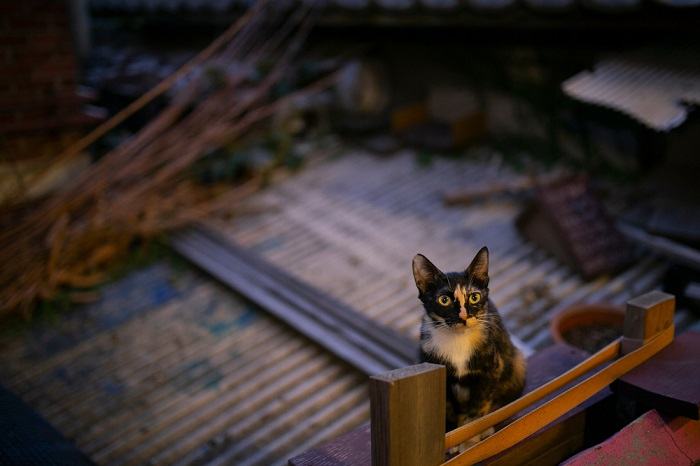 Gato à noite ao ar livre