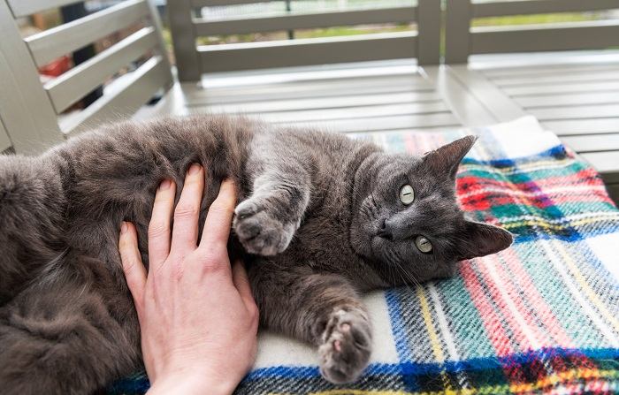 Gato curtindo uma massagem na barriga