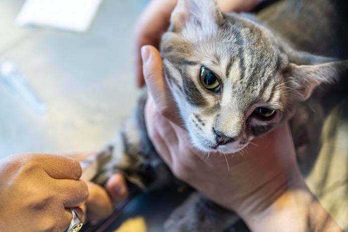 Gato passando por um exame de sangue.