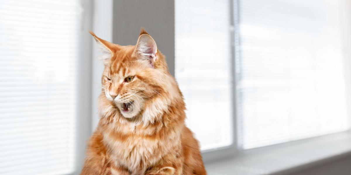 Um curioso gato preto e branco empoleirado junto à janela, olhando para fora com muita atenção, como se estivesse envolvido numa conversa cativante com o mundo além.