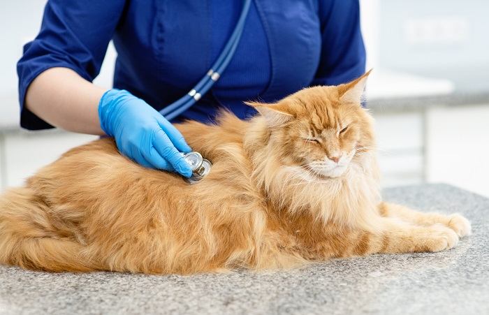 veterinário verificando gato