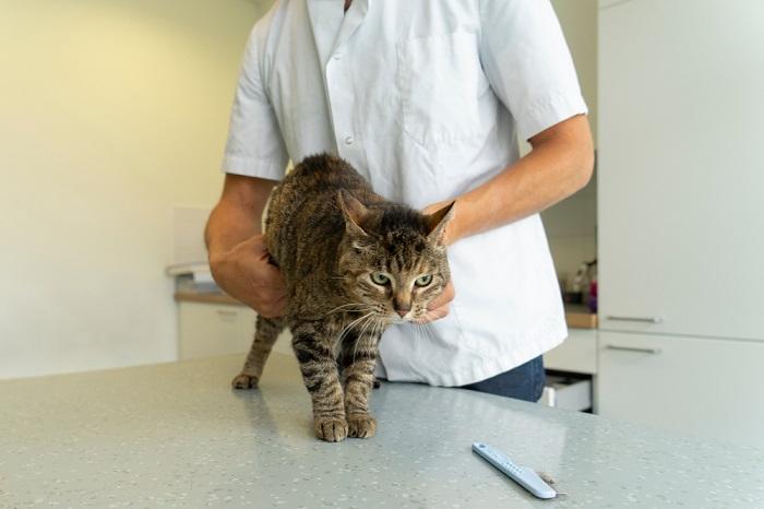 Imagem representando um gato passando por um check-up veterinário.