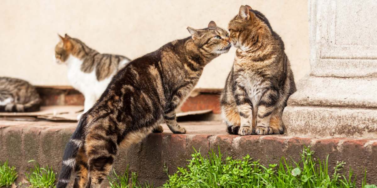 Dois gatos engajados em comunicação e interação, demonstrando comportamento social felino.