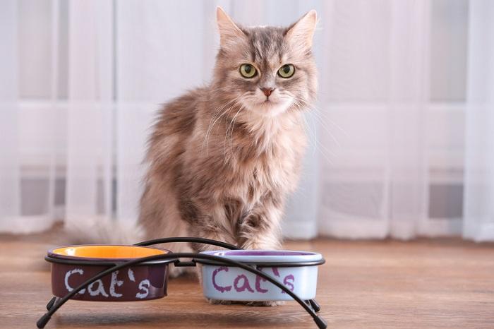 Imagem representando uma dieta bem balanceada para gatos.