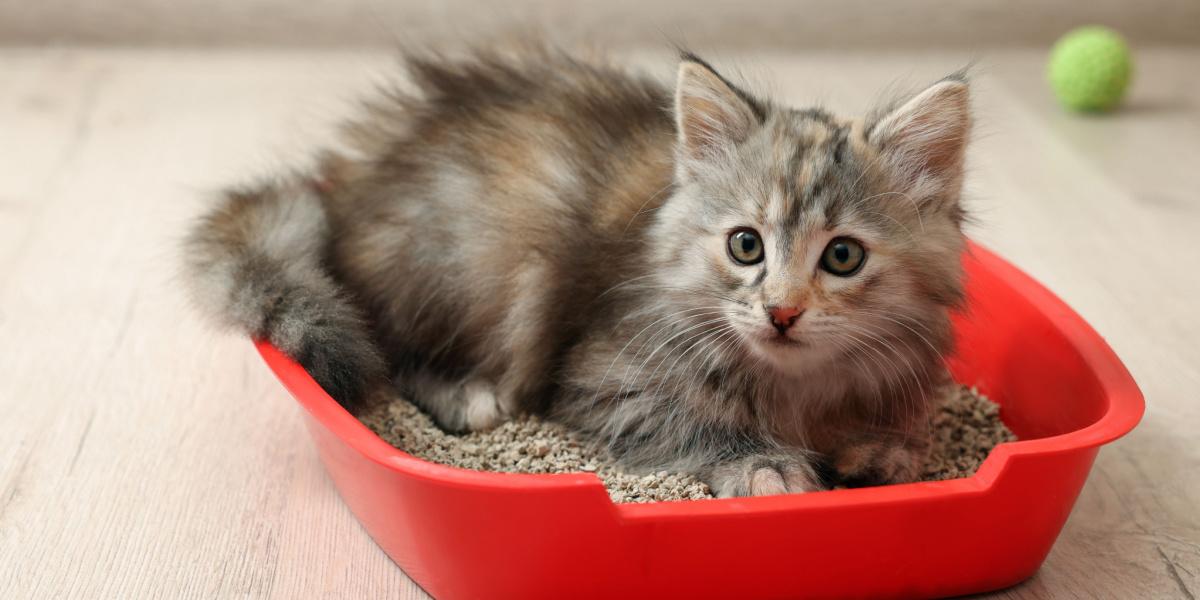 Gatinho em uma caixa de areia