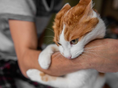 Image portraying a cat-human interaction resembling a playful scuffle.