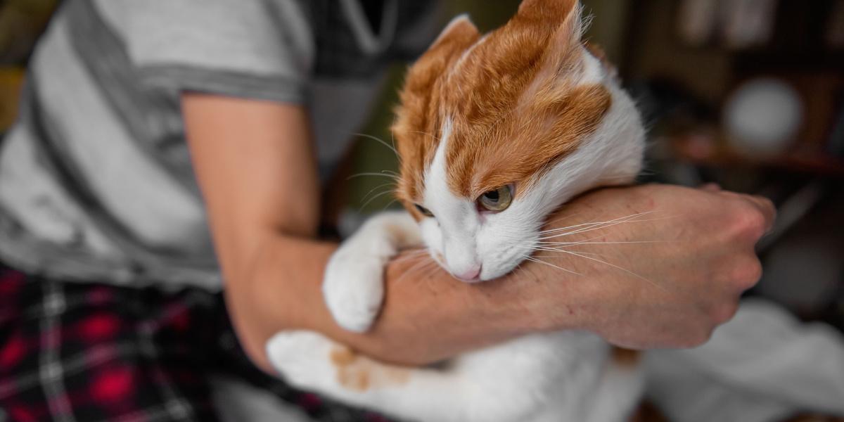 Imagem retratando uma interação gato-humano semelhante a uma briga divertida.