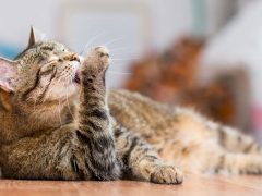 Fastidious cat engaged in a thorough grooming session, ensuring its coat remains clean and well-maintained.