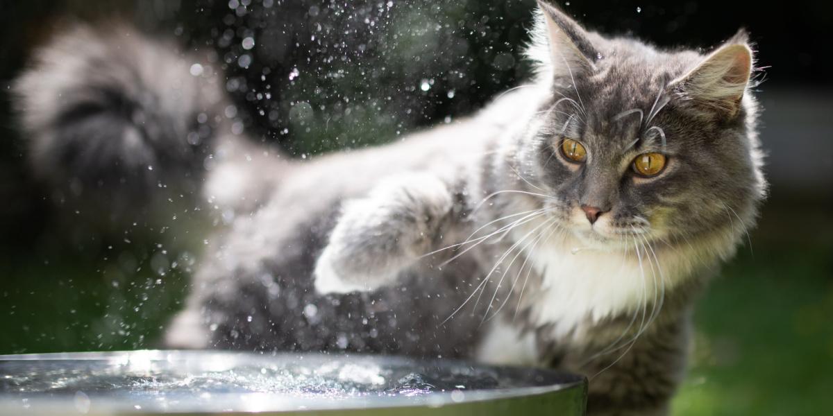 Gato expressando antipatia por água de maneira humorística