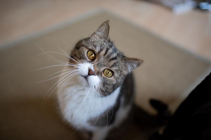 Gato curioso com uma inclinação de cabeça encantadora, exibindo uma postura curiosa e cativante que capta a essência da curiosidade e da brincadeira felina.