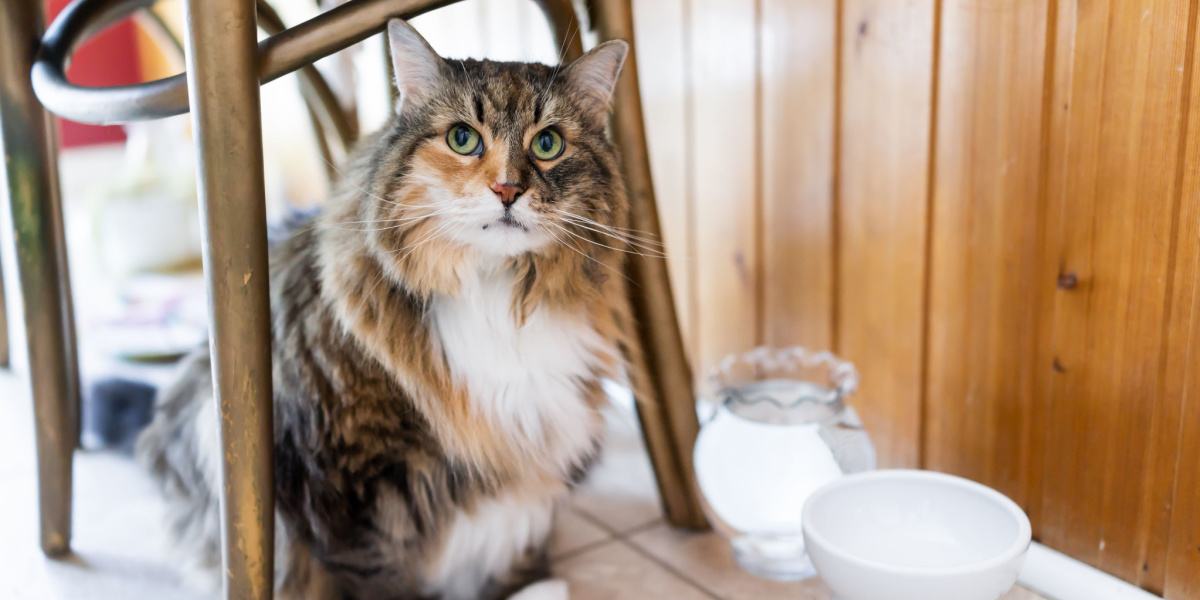 Gato escondendo sua comida