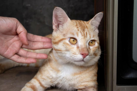 10 sinais sutis de que seu gato está frustrado