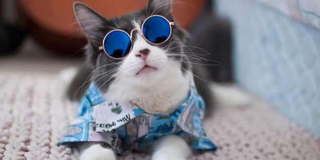 150 Melhores nomes de gatos havaianos com significados