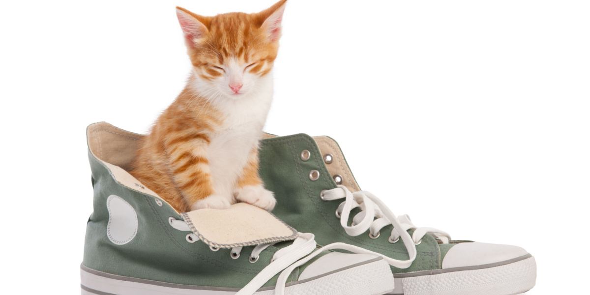 Uma imagem divertida e caprichosa com um gato dentro de um par de sapatos.