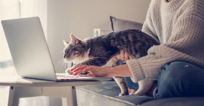 Cena divertida de um gato empoleirado no teclado de um laptop, aparentemente interrompendo o trabalho ou a digitação de uma pessoa, criando uma interação humorística.