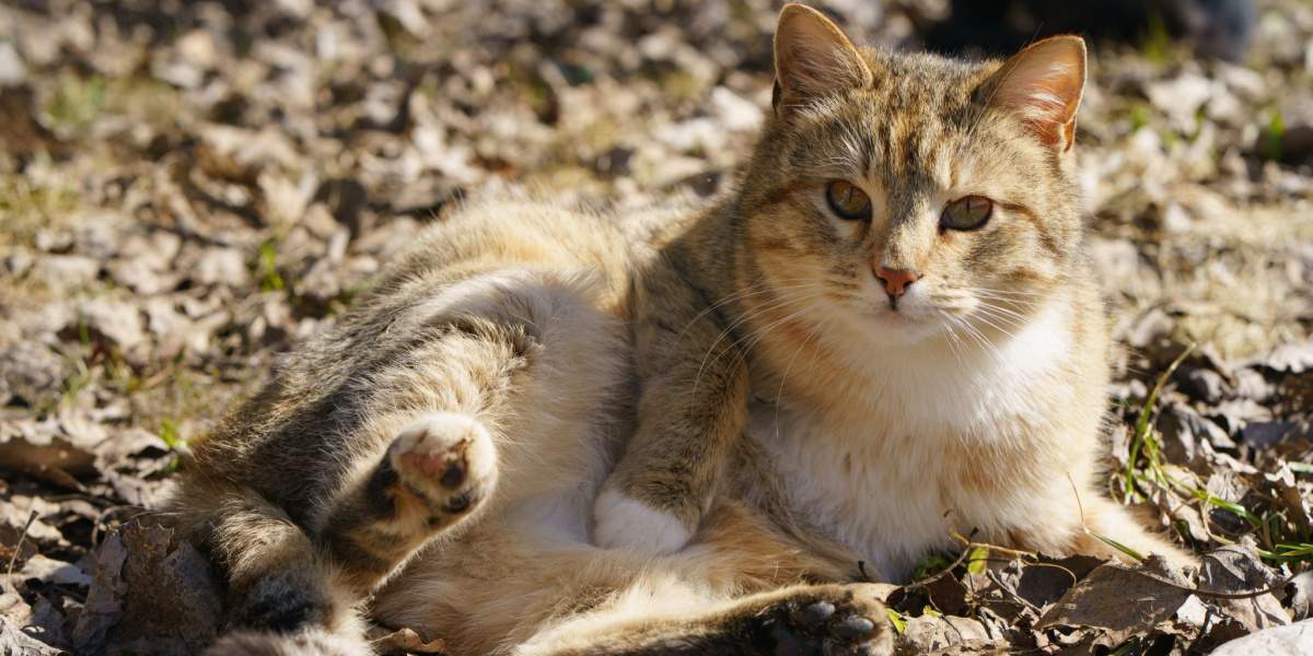 Gato curioso deitado confortavelmente no chão de terra, abraçando os prazeres simples da natureza e da exploração.