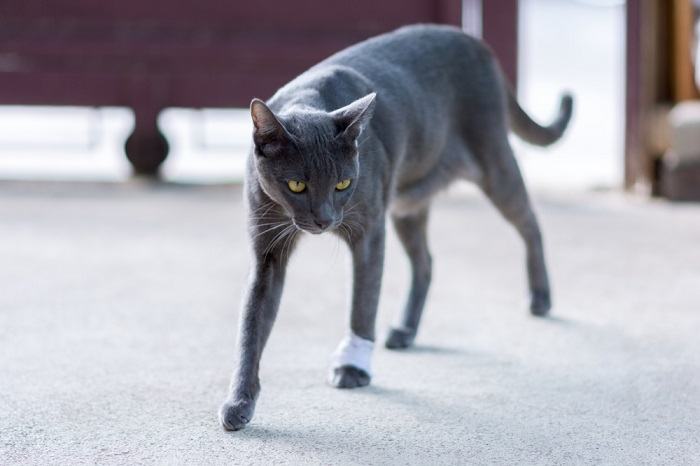 Gato mancando, possivelmente devido a uma lesão ou machucado