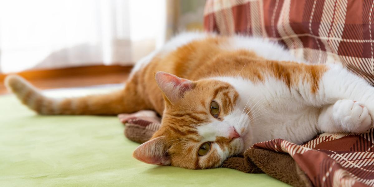 um gato mancando, favorecendo uma das patas, indicando uma possível lesão ou desconforto e destacando a importância de procurar atendimento veterinário para animais de estimação que apresentem sinais de dor ou problemas de mobilidade.