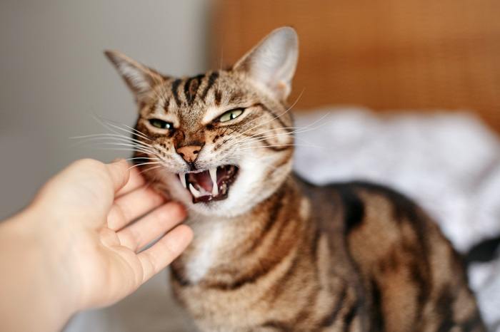 Gato de aparência frustrada sendo acariciado