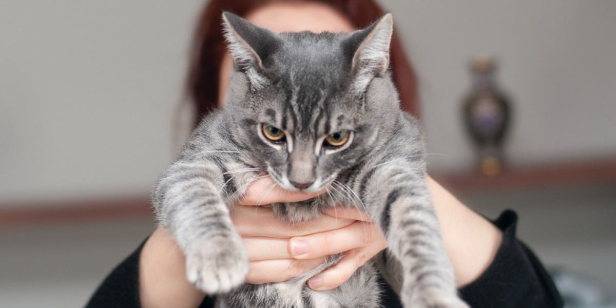 Gato mostrando descontentamento quando segurado