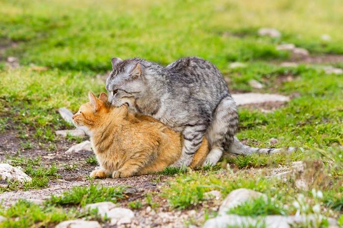 Imagem que ilustra vários aspectos do comportamento de acasalamento dos gatos, mostrando os intrincados rituais e interações entre gatos machos e fêmeas durante o processo de acasalamento.