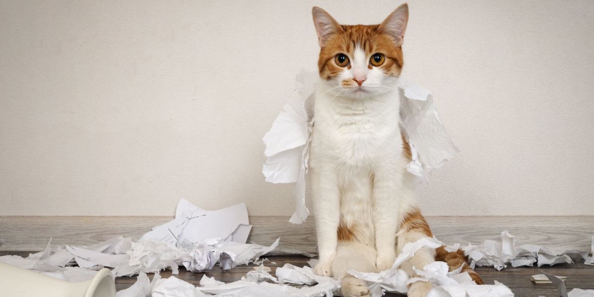 Uma imagem que retrata um gato travesso causando uma bagunça divertida ao derrubar uma pilha de papéis de uma barraca, incorporando a natureza curiosa e às vezes travessa da exploração felina.