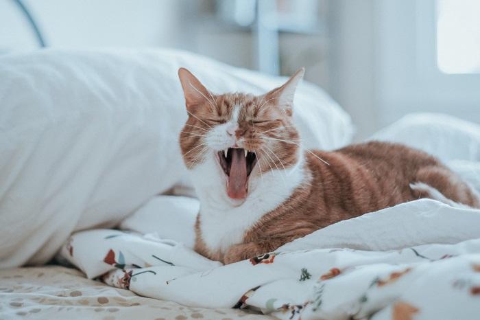 Lembre-se de que os gatos tentam esconder a doença para que seus sinais de dor sejam muito discretos.