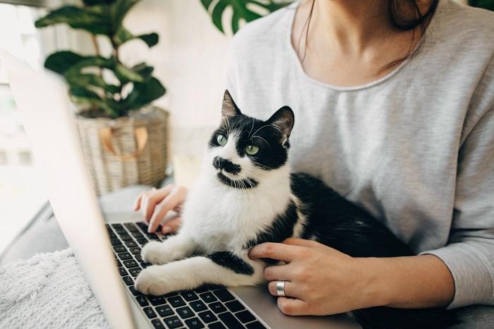 Imagem capturando um gato descansando no teclado de um laptop com uma pessoa por perto, simbolizando o companheirismo e a conexão entre felinos e humanos em um mundo digital moderno.