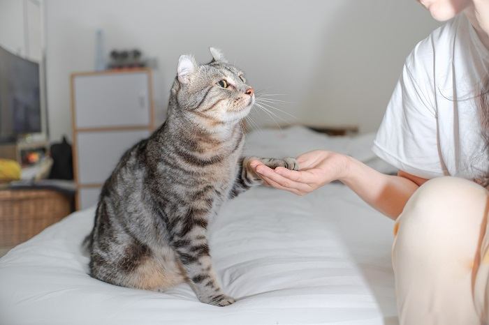 Uma imagem representando um gato estendendo a pata em um gesto amigável para um humano