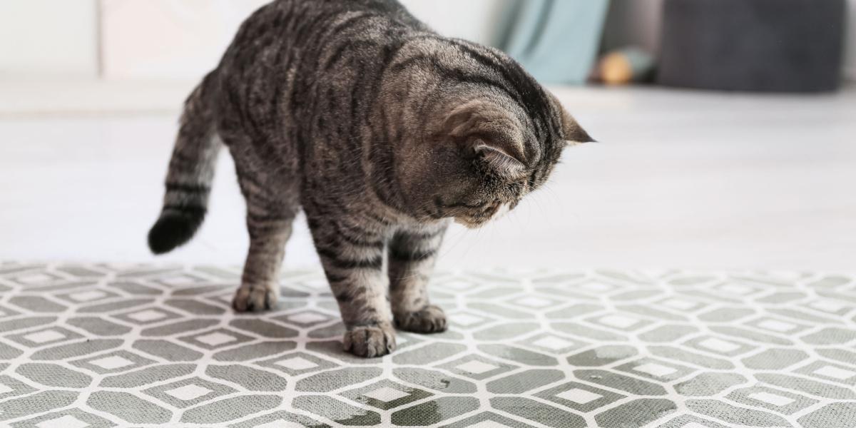 Uma imagem que mostra um gato urinando em um tapete, destacando um problema comum em casas de animais de estimação.