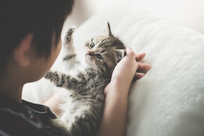 Uma imagem cativante que captura a interação emocionante entre um gato e uma criança, enquanto brincam juntos com carinho e diversão mútua, mostrando o vínculo positivo entre animais de estimação e jovens companheiros.