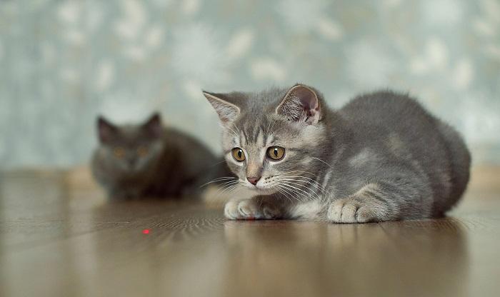 Gato brincando com um brinquedo laser.