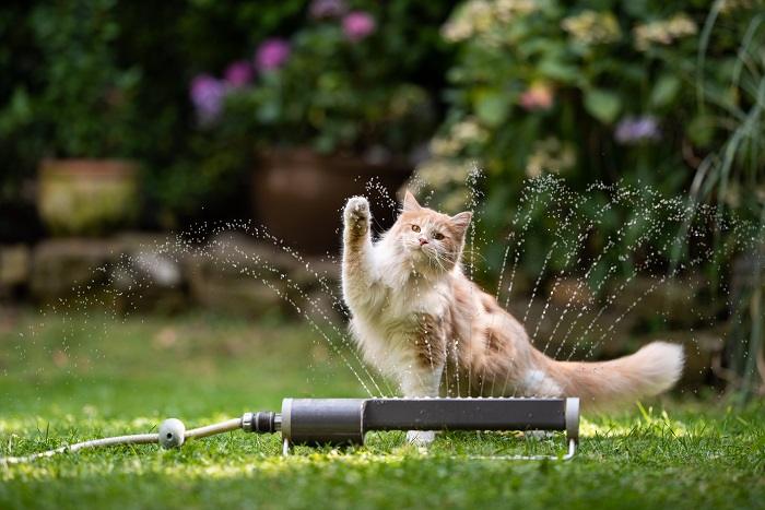 Gato se envolve alegremente com água durante a brincadeira