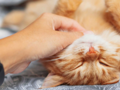 A serene cat sleeping soundly, accompanied by a gentle purr, symbolizing its contentment and relaxation in a state of tranquility.