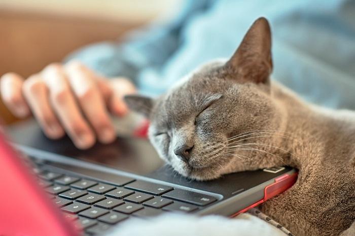 Imagem encantadora de um gato esfregando carinhosamente o focinho em um laptop, demonstrando comportamento felino de marcação de cheiros e busca de conforto.