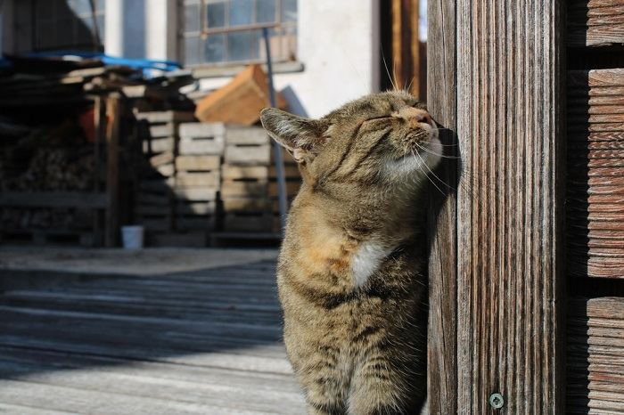 Gato esfregando o rosto para marcar território