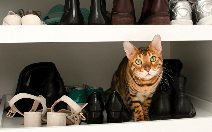 Uma imagem representando um gato em uma sapateira, cercado por vários pares de sapatos.